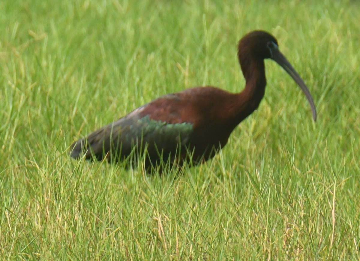 ibis hnědý - ML616197462