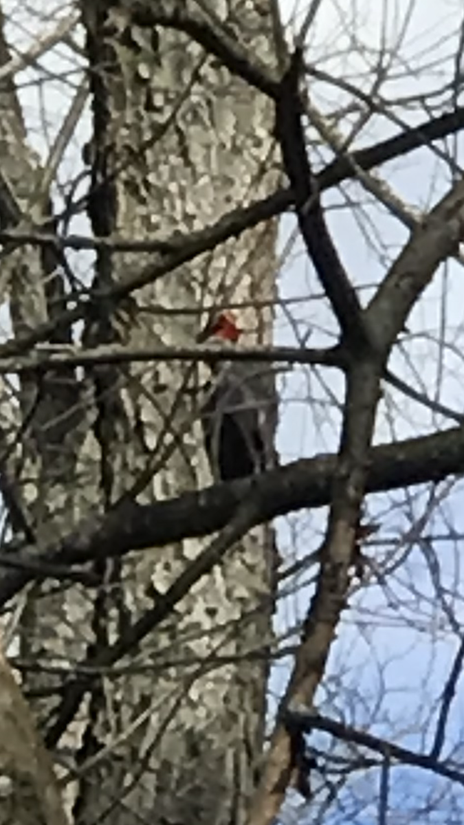 Pileated Woodpecker - ML616197464
