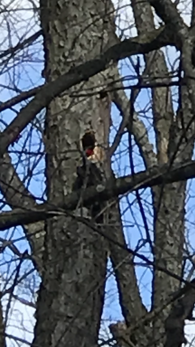 Pileated Woodpecker - ML616197465
