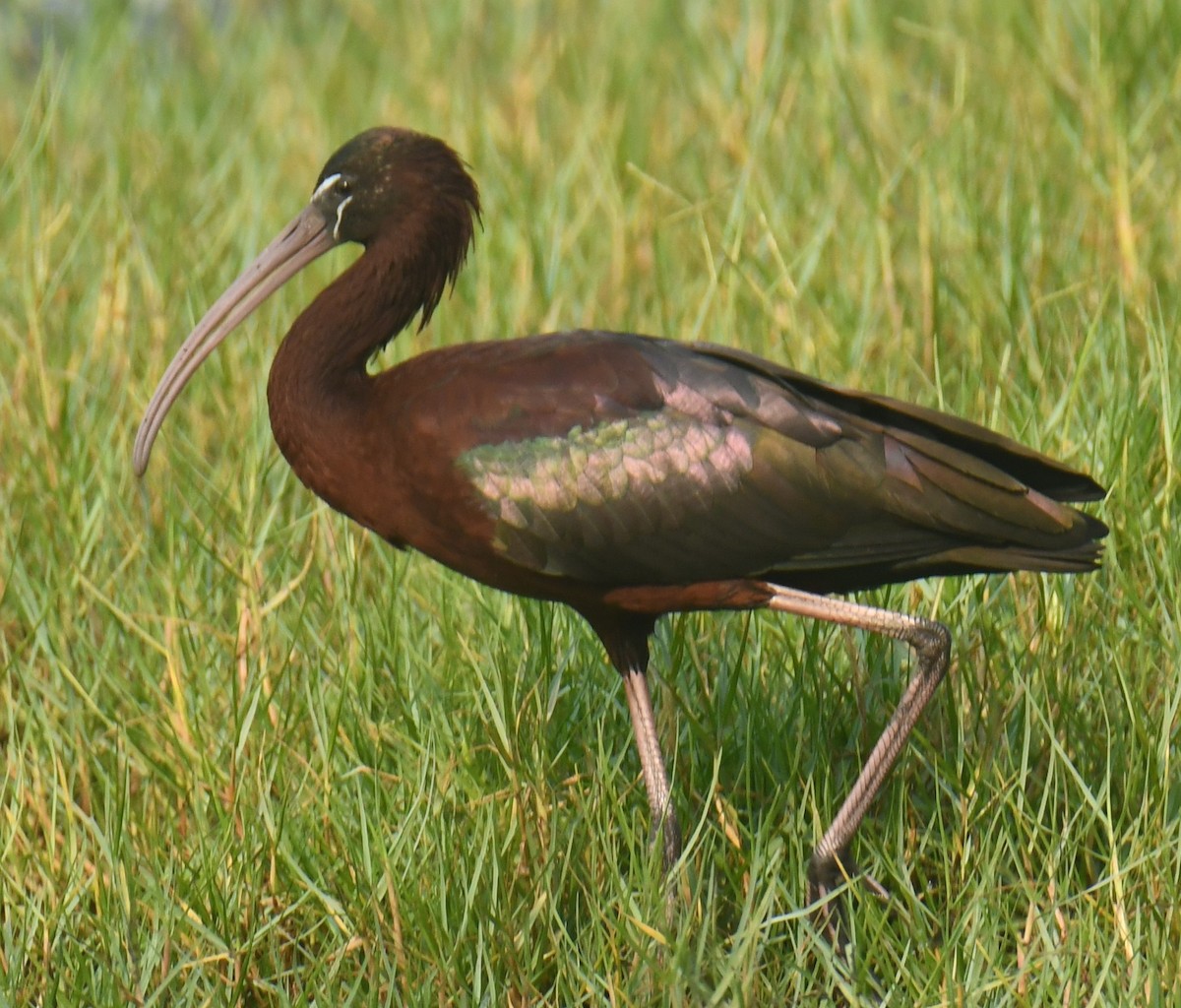 ibis hnědý - ML616197466