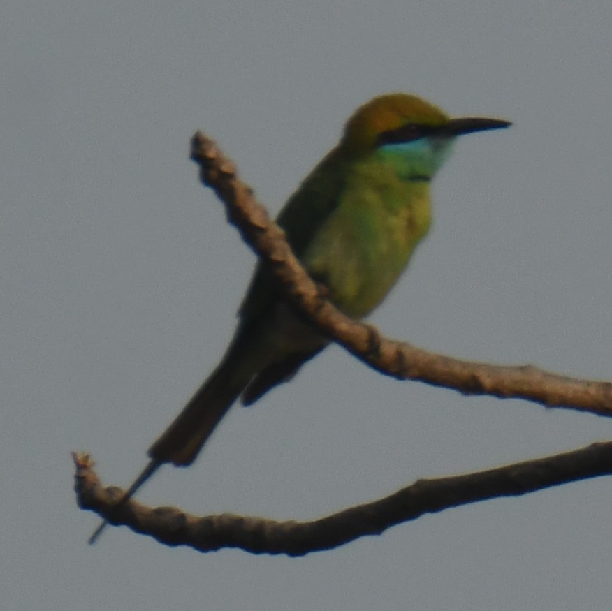 Asian Green Bee-eater - ML616197478