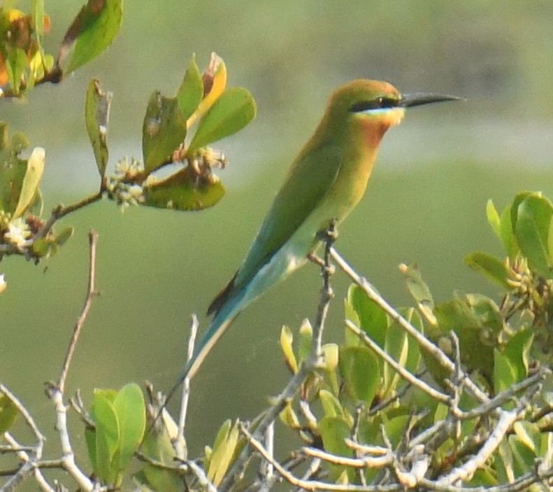 Blue-tailed Bee-eater - Mohanan Choron
