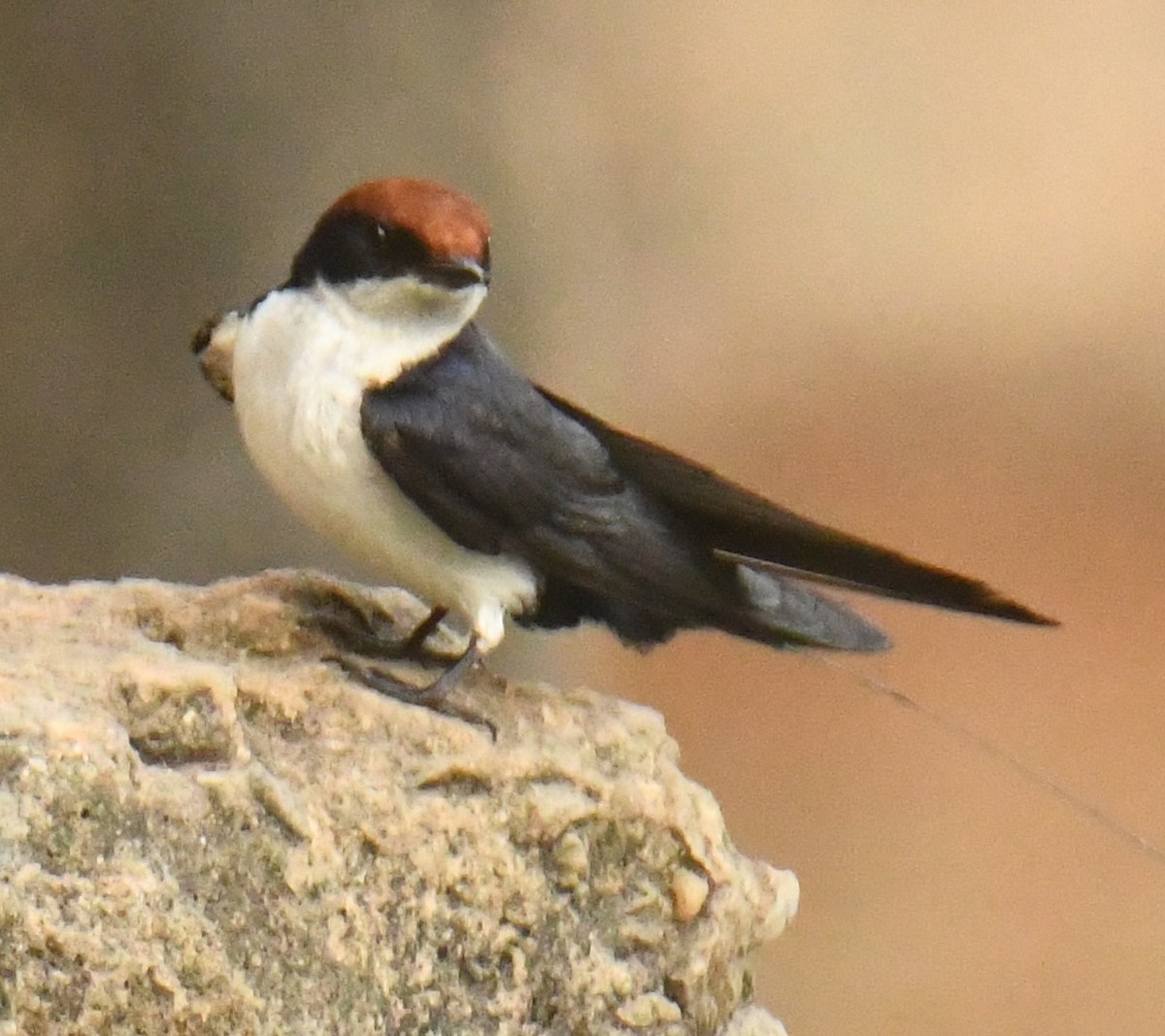 Wire-tailed Swallow - ML616197507