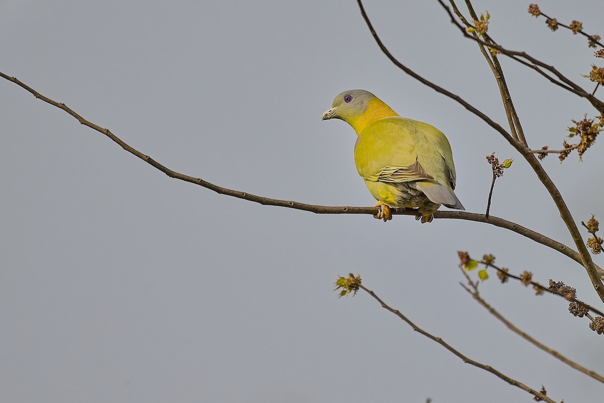 Yellow-footed Green-Pigeon - ML616197530