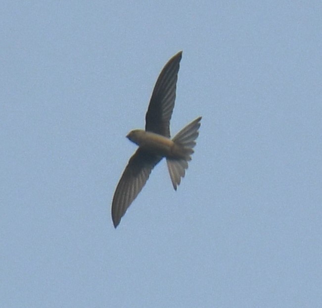 Indian Swiftlet - ML616197549