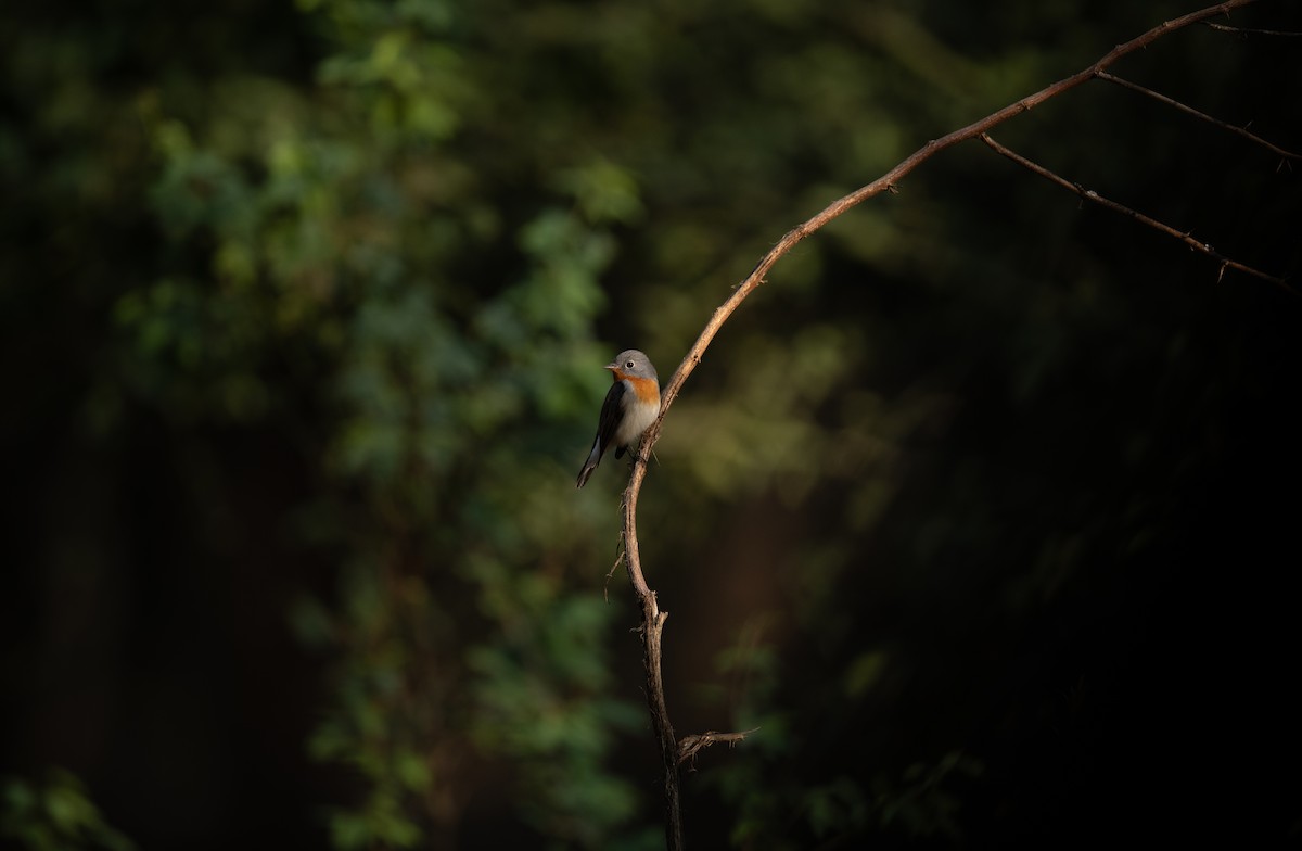 Red-breasted Flycatcher - ML616197734