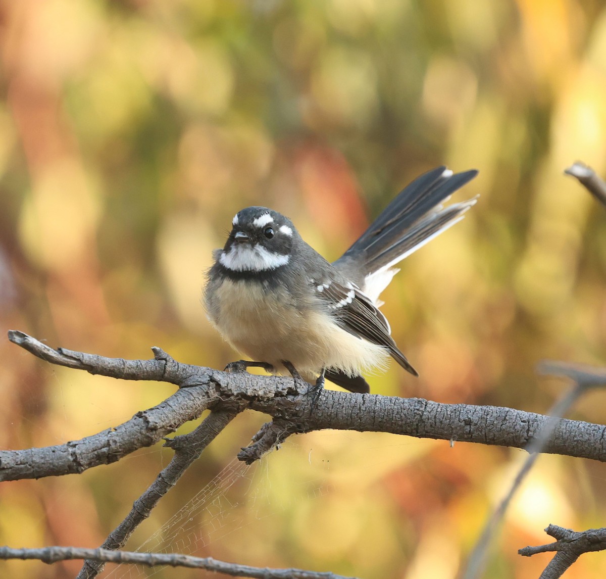 Gray Fantail (albiscapa) - ML616197905