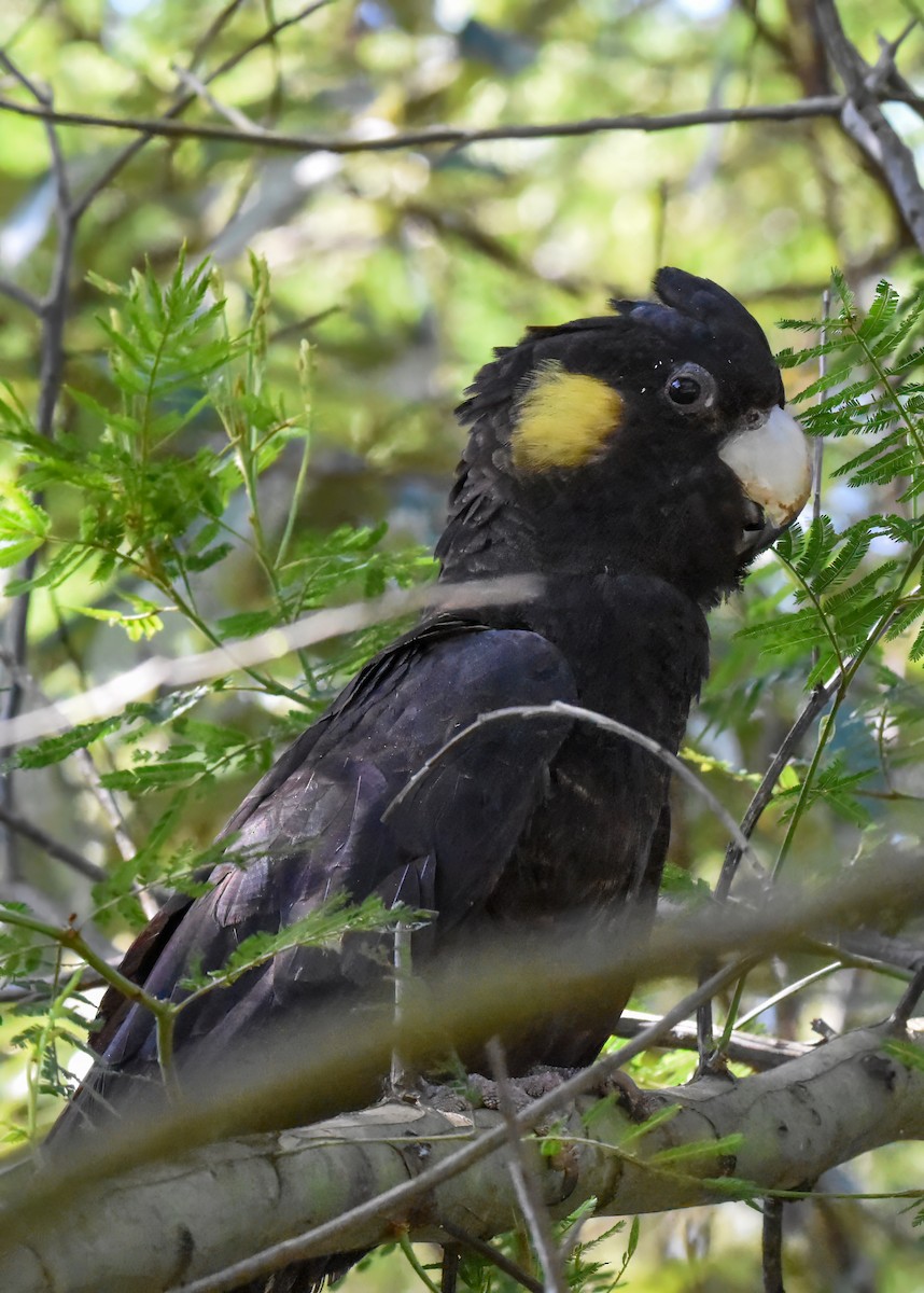 Yellow-tailed Black-Cockatoo - Geoffrey Groom