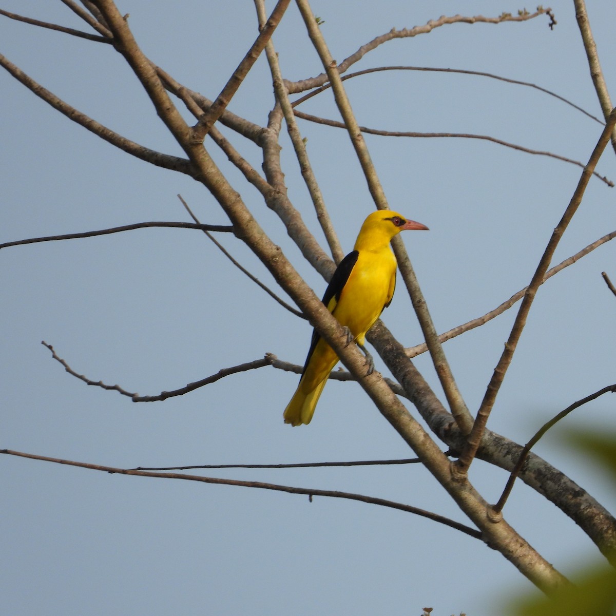 Indian Golden Oriole - ML616198020