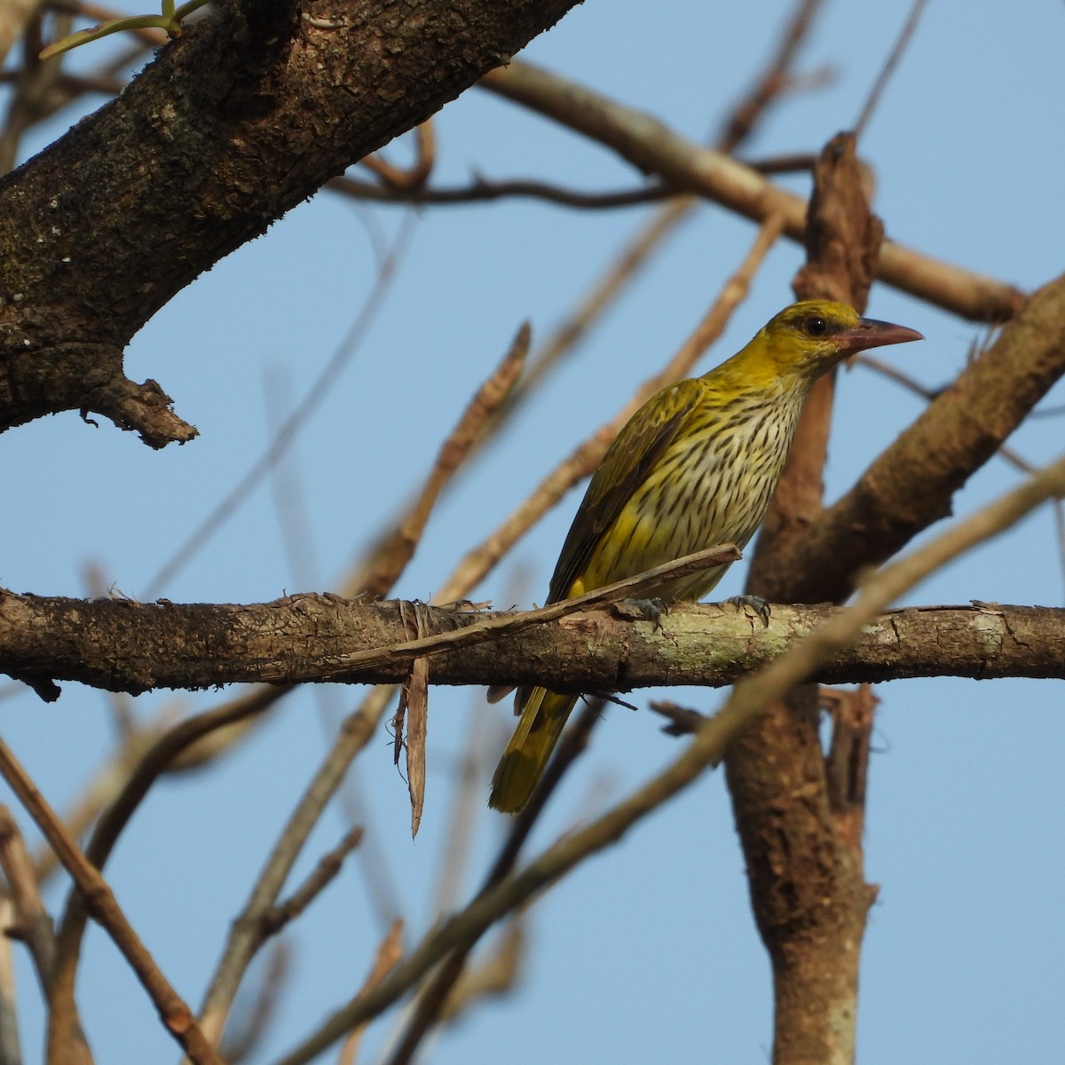 Indian Golden Oriole - ML616198021