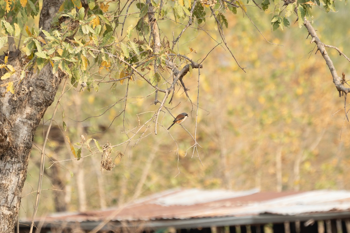 Burmese Shrike - ML616198264