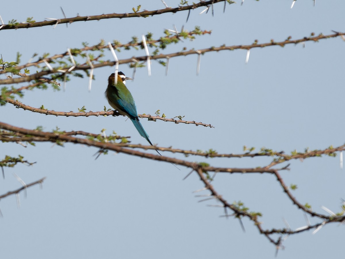 White-throated Bee-eater - ML616198275