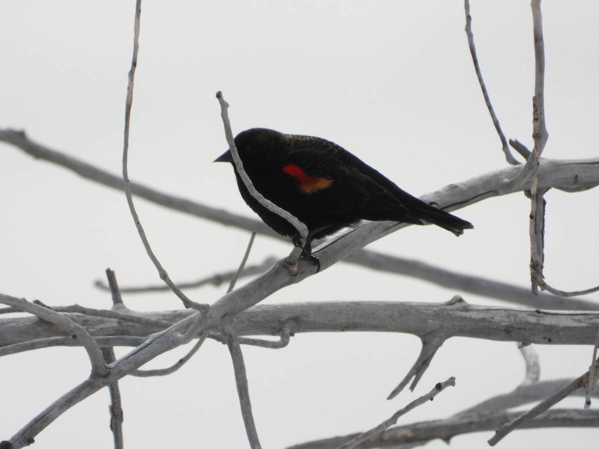 Red-winged Blackbird - ML616198276