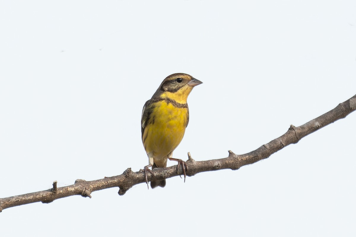 Yellow-breasted Bunting - ML616198349