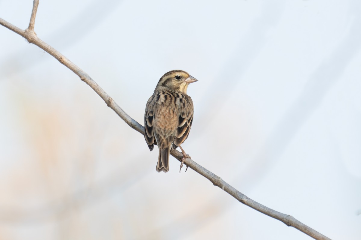 Yellow-breasted Bunting - ML616198350