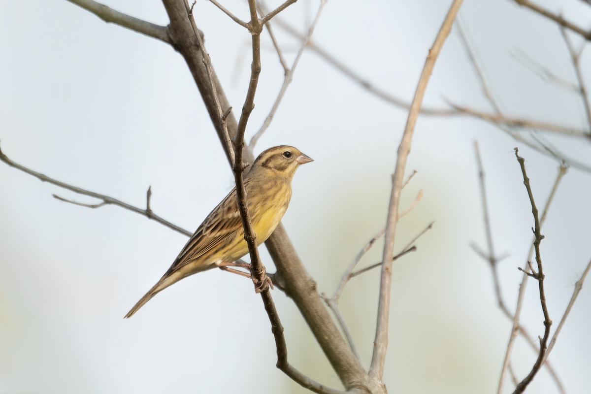 Yellow-breasted Bunting - ML616198351