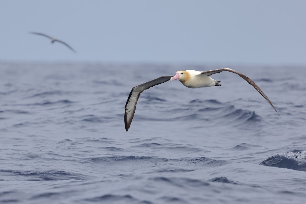 Short-tailed Albatross - Jeran Lin