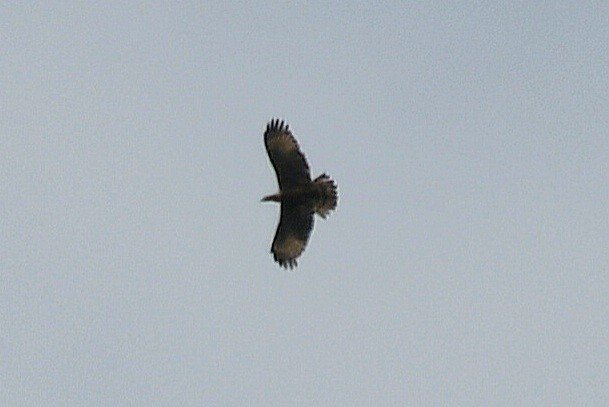 Oriental Honey-buzzard (Indomalayan) - ML616198425