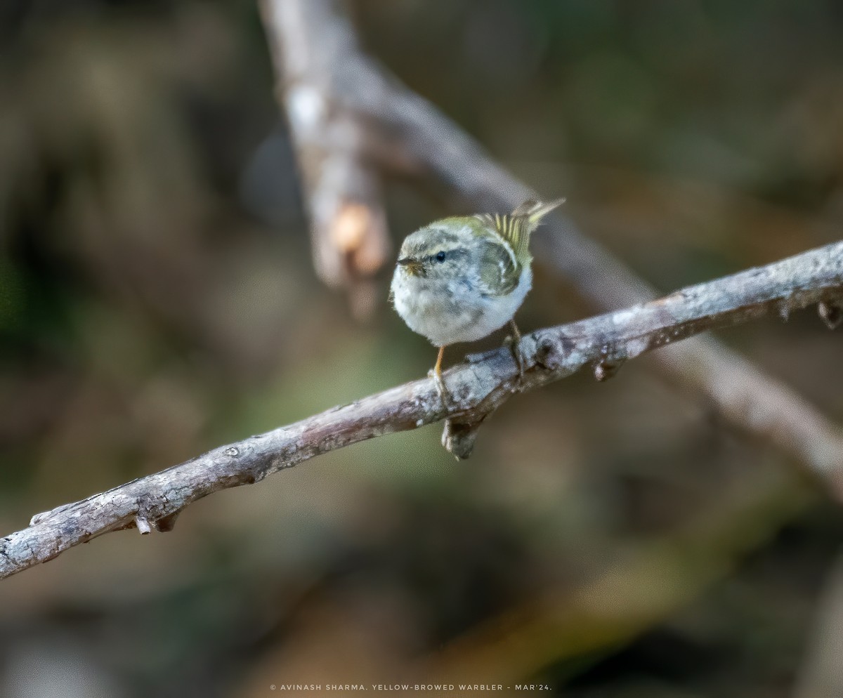 Yellow-browed Warbler - ML616198466
