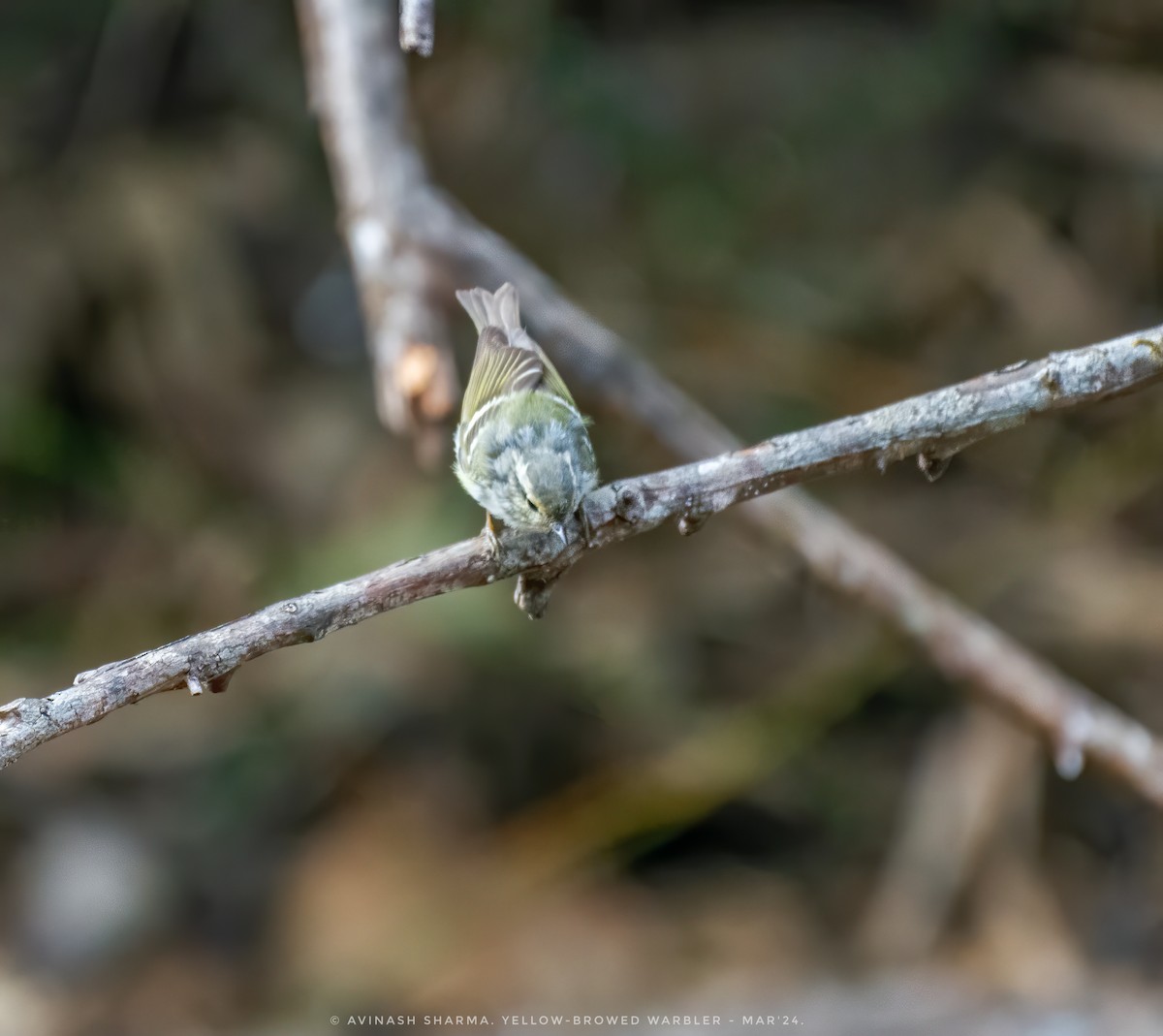 Yellow-browed Warbler - AVINASH SHARMA