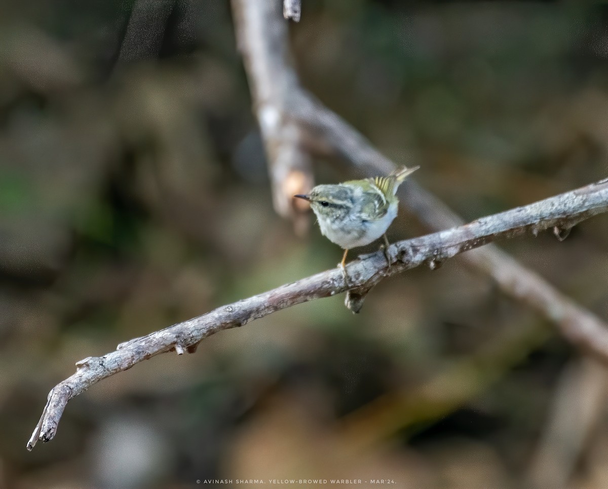 Yellow-browed Warbler - ML616198468