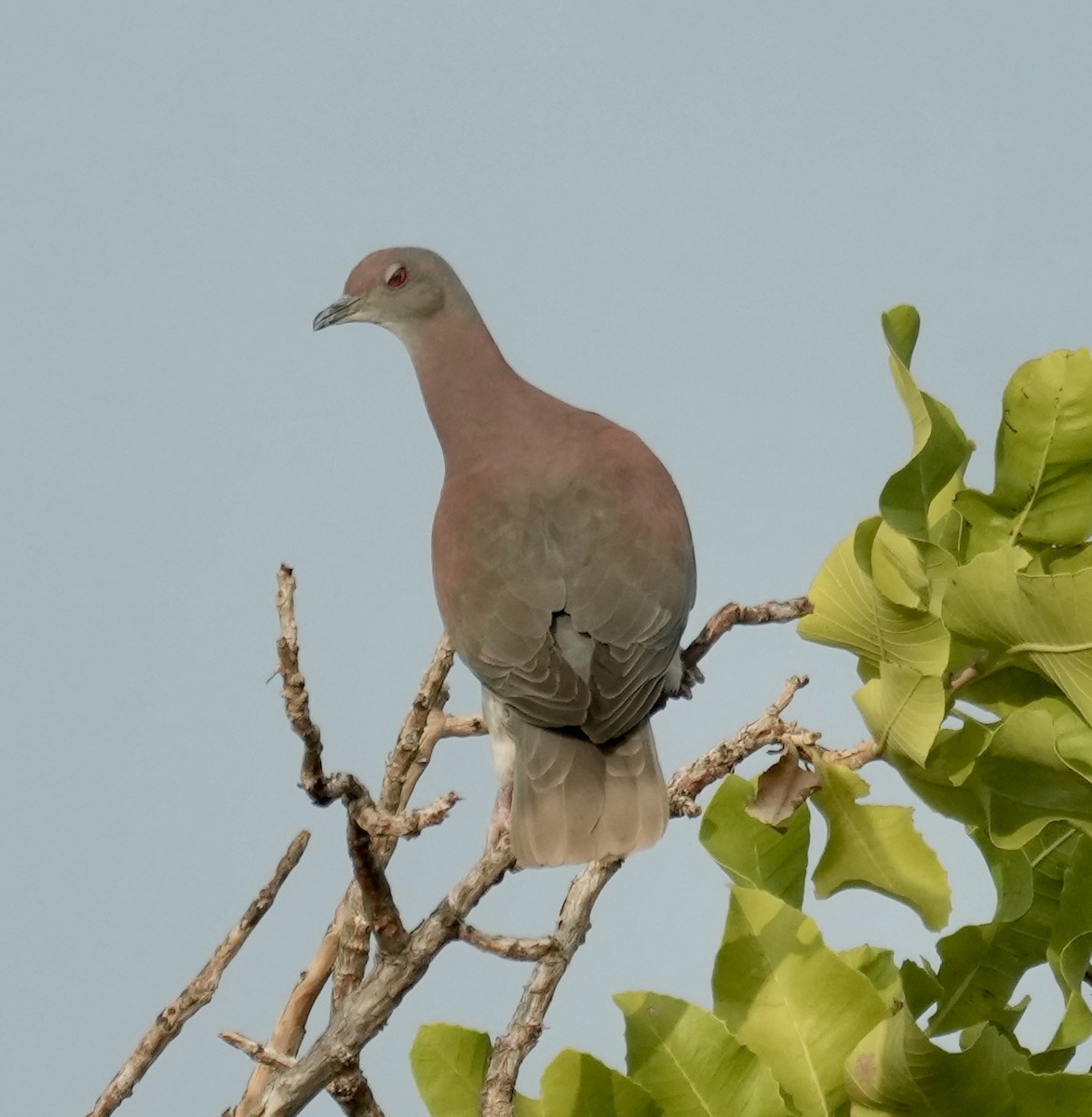 Pale-vented Pigeon - ML616198675