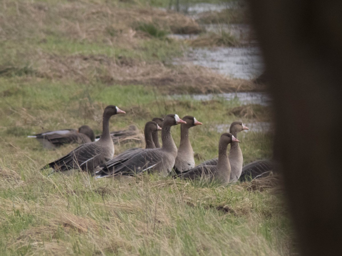 Greater White-fronted Goose - ML616198713