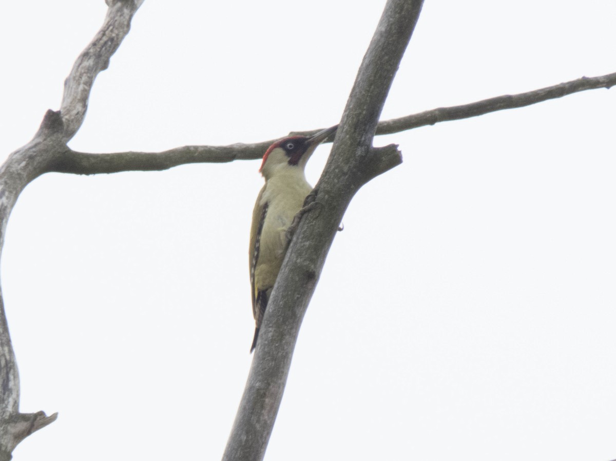 Eurasian Green Woodpecker - ML616198716