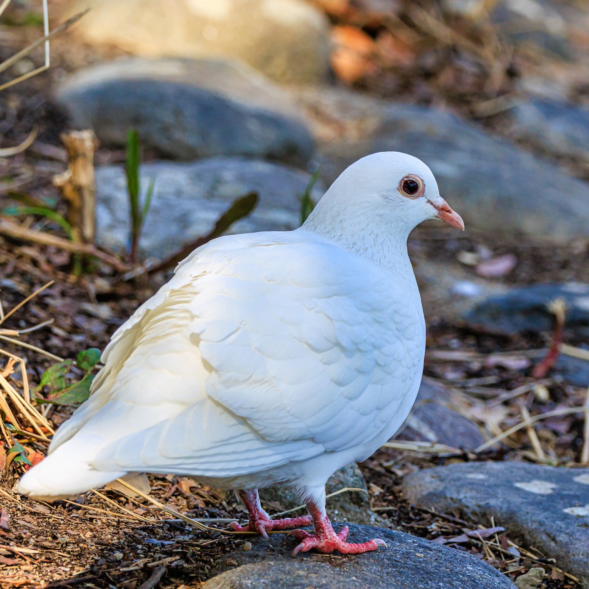 Rock Pigeon (Feral Pigeon) - Masaharu Inada