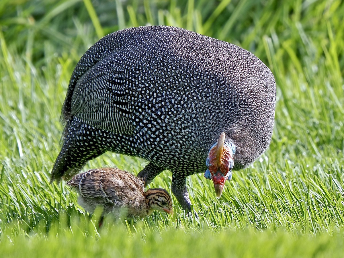 Helmeted Guineafowl (Tufted) - Gabriel Willow