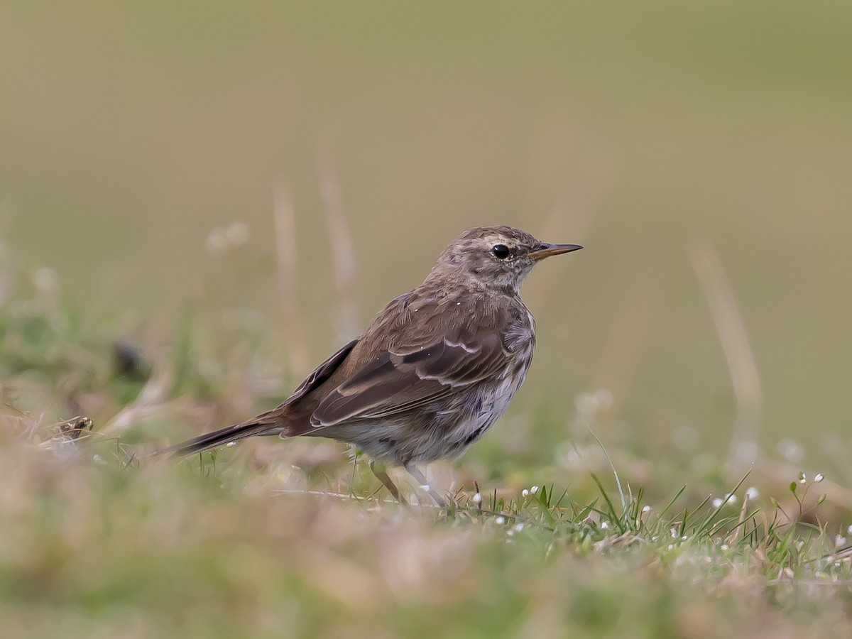 Water Pipit - ML616199272