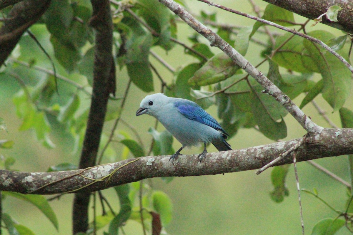 Blue-gray Tanager - ML616199332
