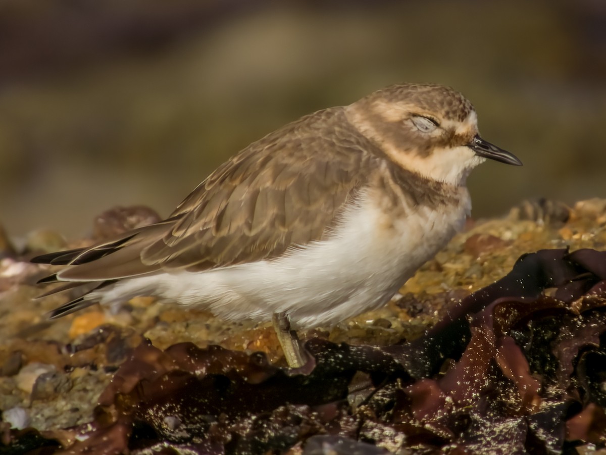 Double-banded Plover - ML616199484