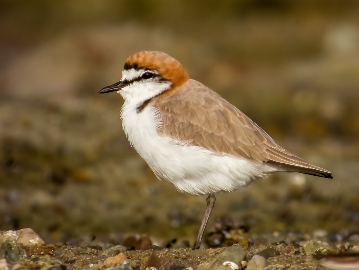 Red-capped Plover - ML616199485