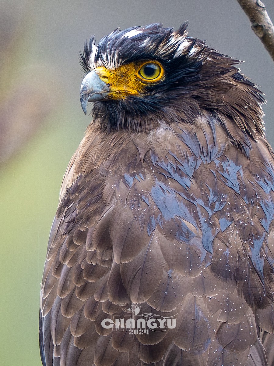 Crested Serpent-Eagle - ML616199583