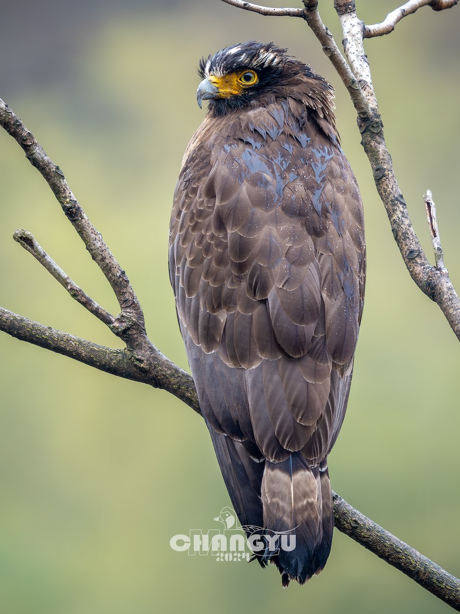 Crested Serpent-Eagle - ML616199584