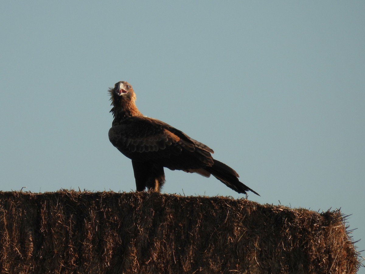 Wedge-tailed Eagle - ML616199593