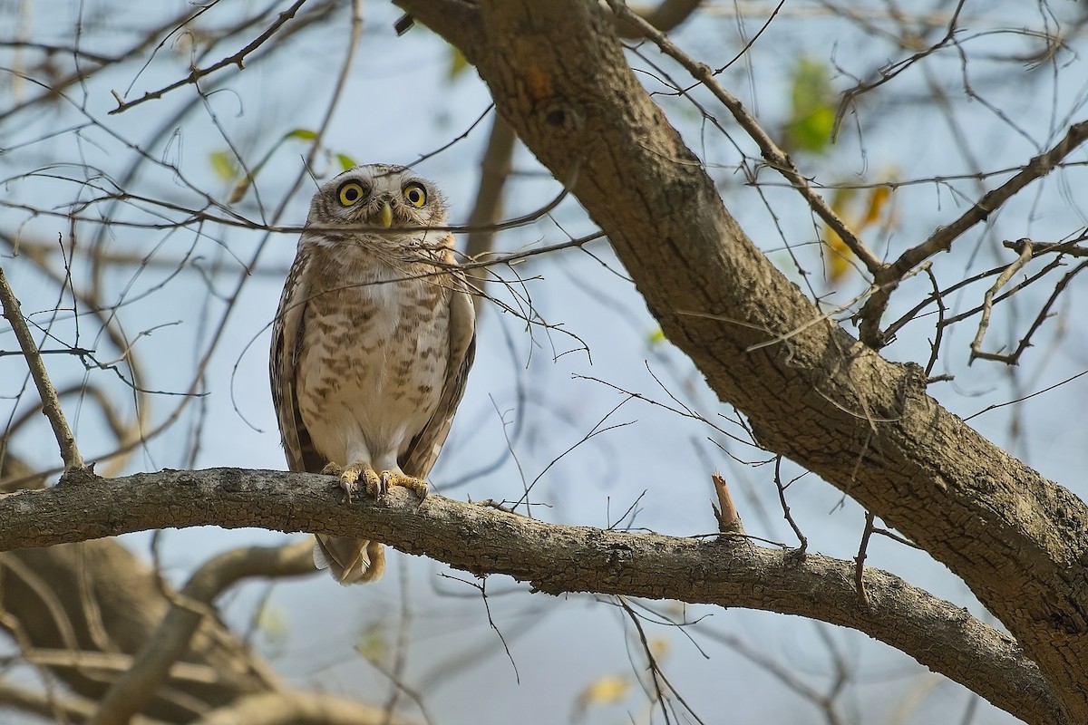 Spotted Owlet - ML616199750