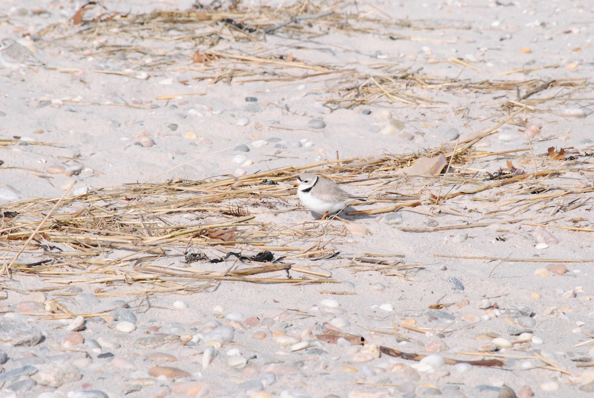 Piping Plover - ML616199908