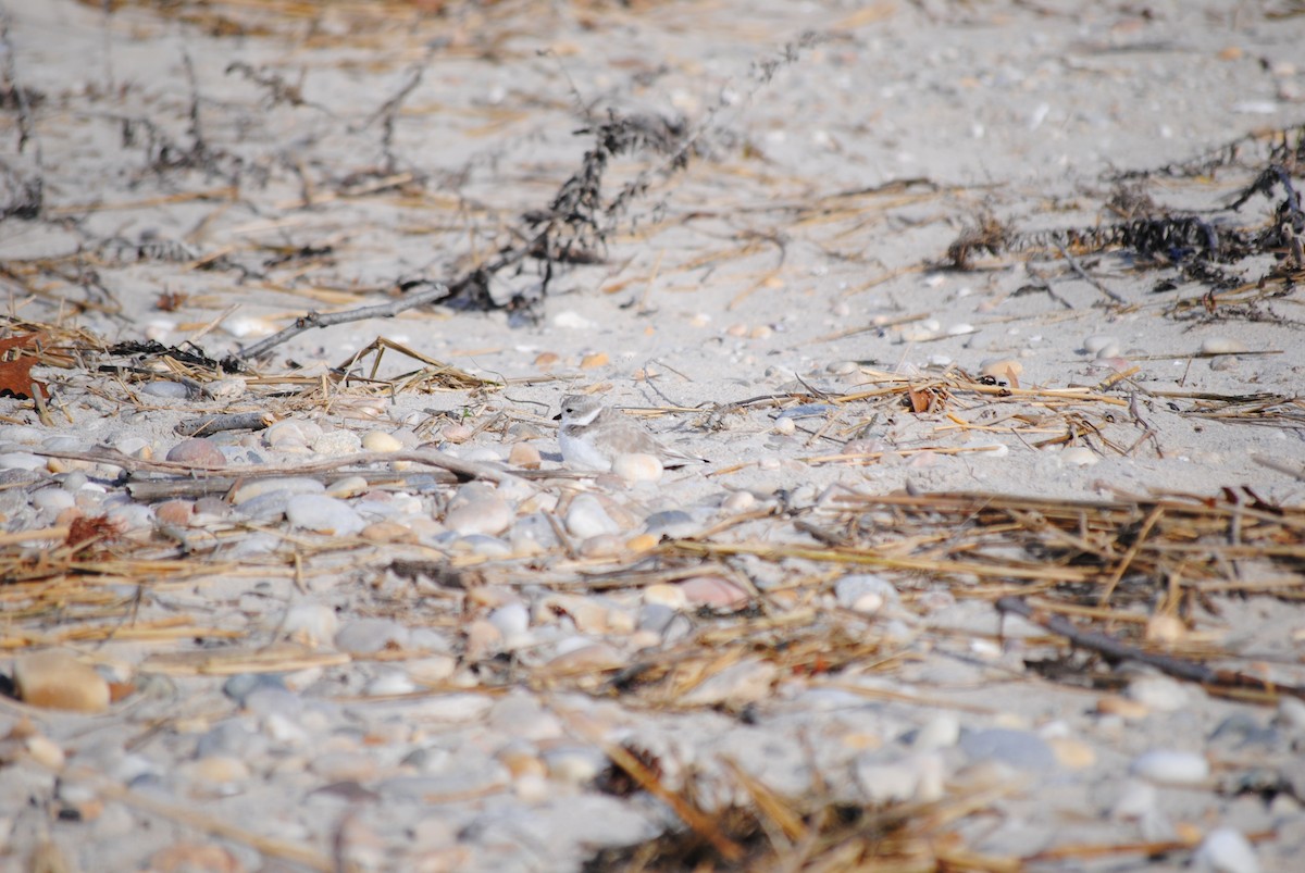 Piping Plover - ML616199909