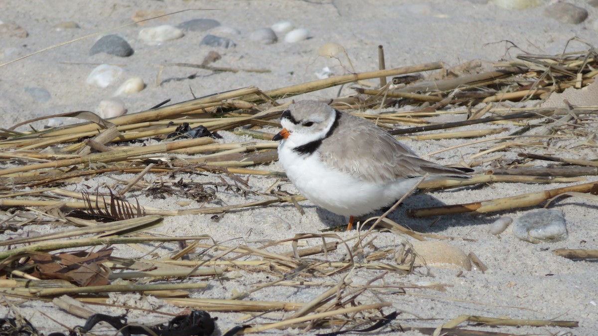 Piping Plover - ML616199910