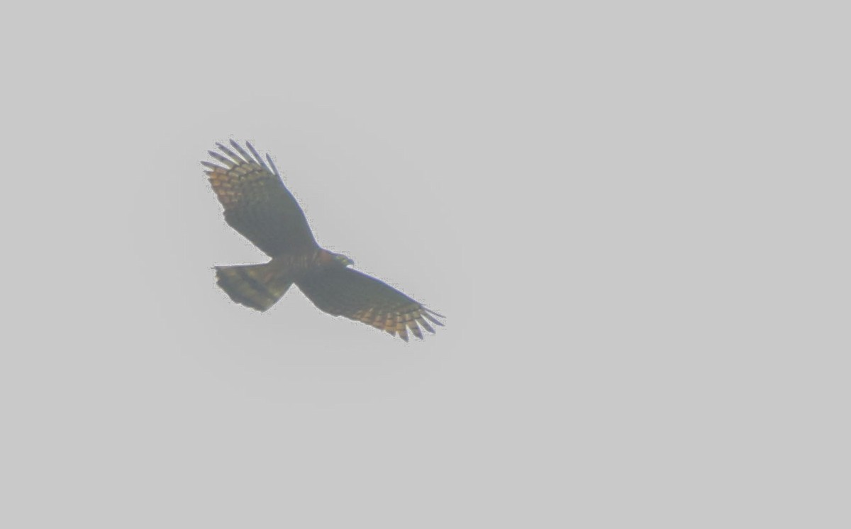 Ornate Hawk-Eagle - ML616199928