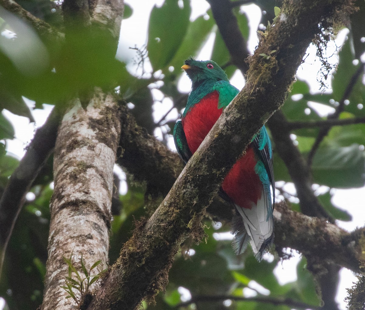 Crested Quetzal - ML616200038