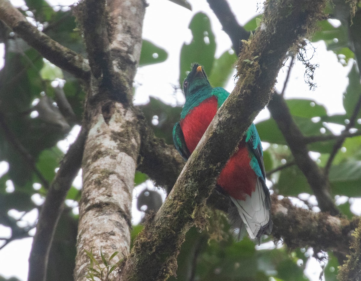 Crested Quetzal - ML616200040
