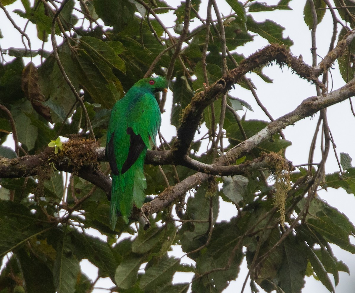 Crested Quetzal - ML616200043