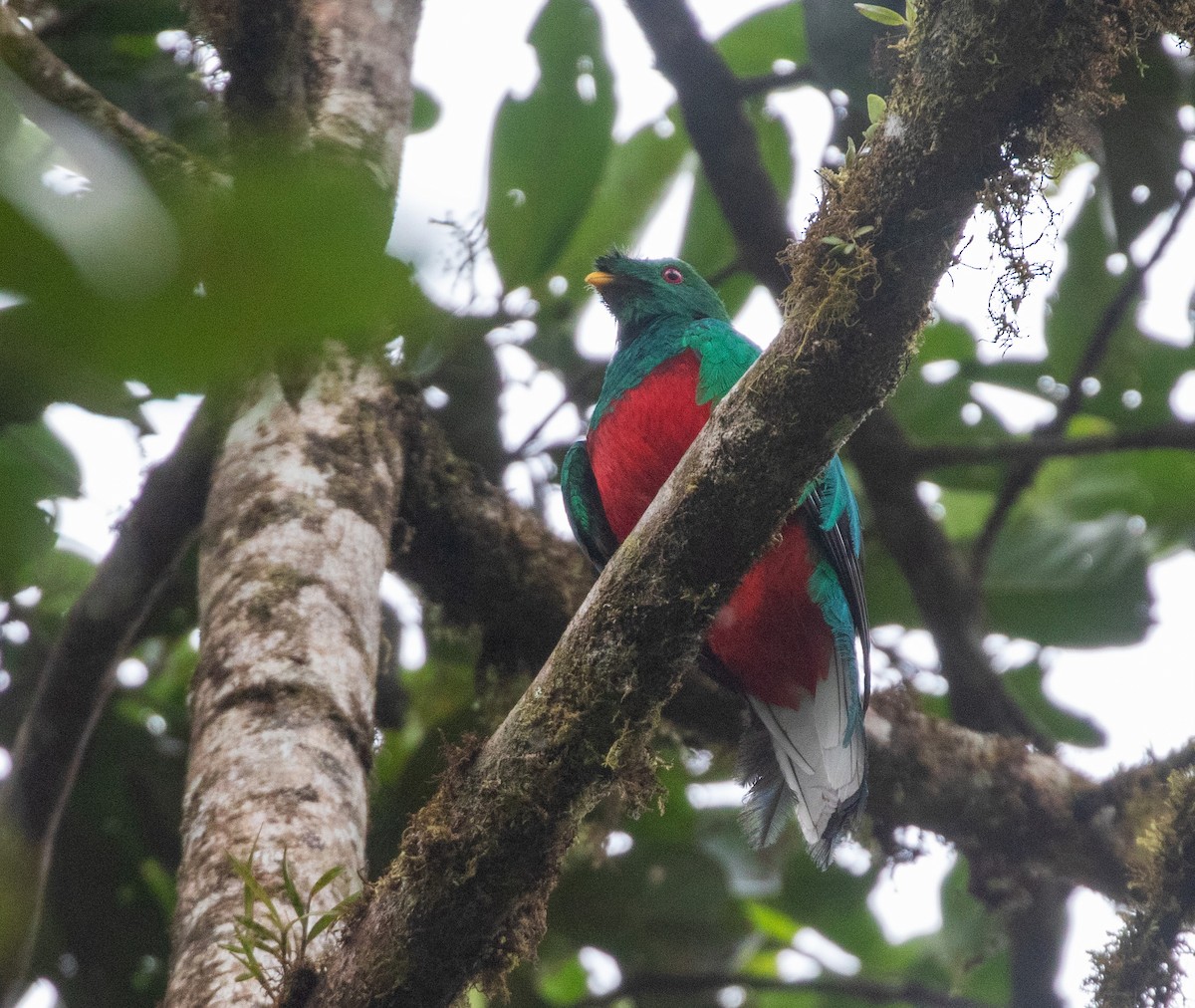 Crested Quetzal - ML616200048