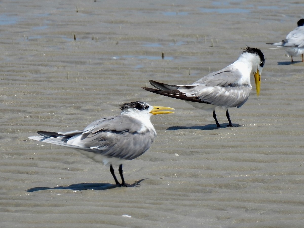 Great Crested Tern - Susan Cole