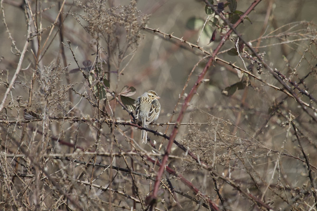 Clay-colored Sparrow - ML616200183