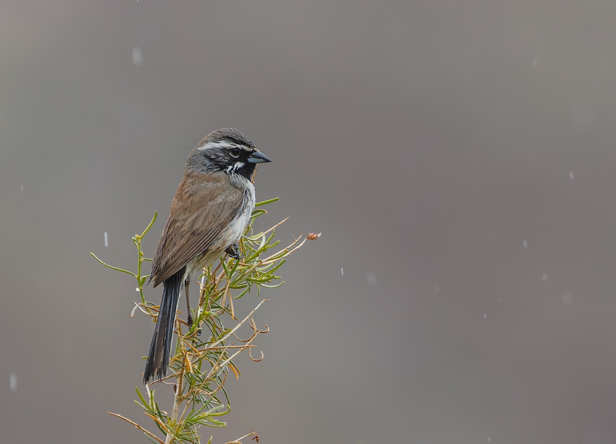 Black-throated Sparrow - ML616200460