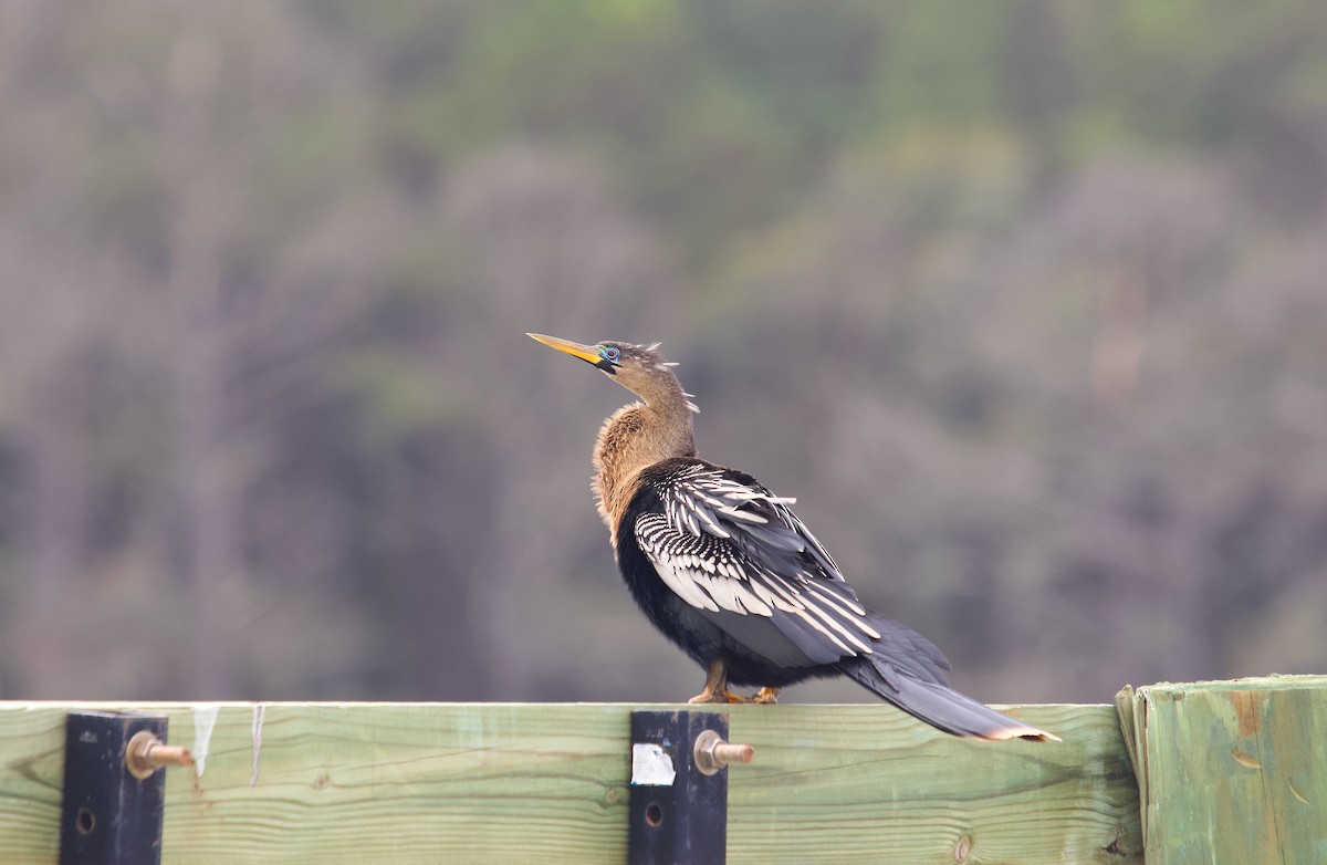 Media Search - Macaulay Library and eBird